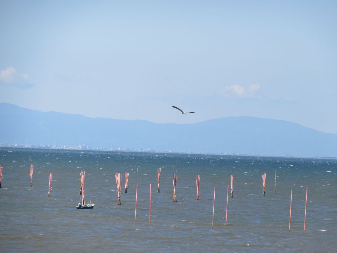 佐賀県藤津郡太良町にある道の駅太良の展望台付近で撮影した、海苔の養殖と思われる場所の上を飛ぶ鳥。
