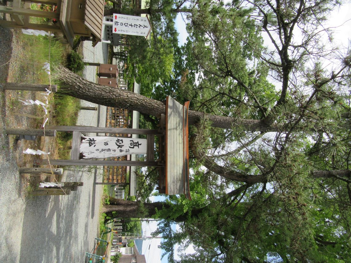 熊本県阿蘇市にある阿蘇神社で撮影した、高砂の松（えんむすびの松）。