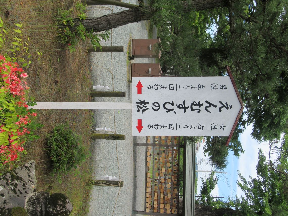 熊本県阿蘇市にある阿蘇神社で撮影した、えんむすびの松。