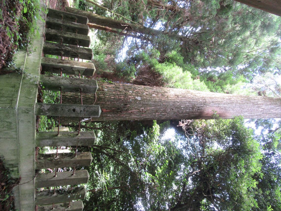 熊本県阿蘇市にある国造神社で撮影した、立派な木。