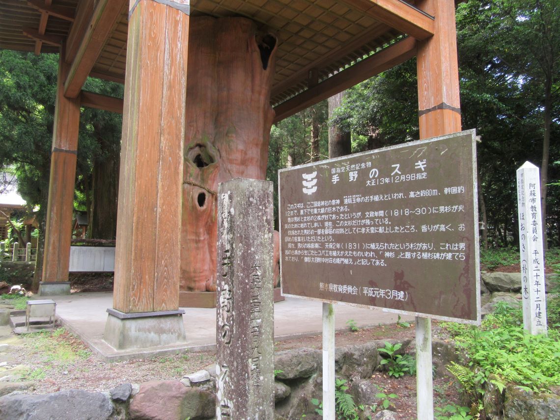 熊本県阿蘇市にある国造神社で撮影した、大きな手野のスギ。