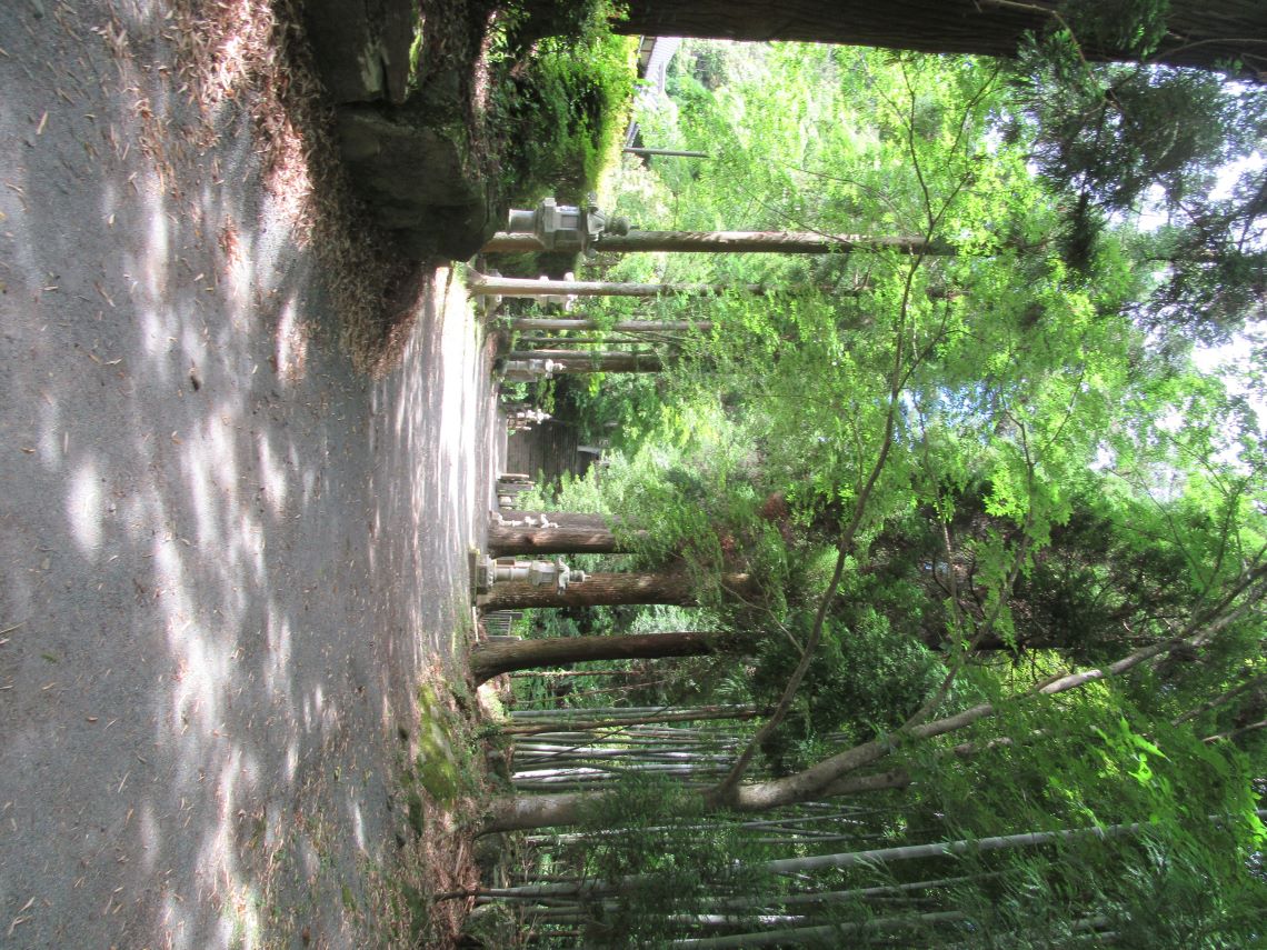 熊本県阿蘇市にある国造神社で撮影した、森の中の参道。