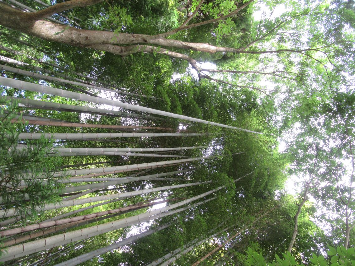 熊本県阿蘇市にある国造神社で撮影した、生い茂る竹林。