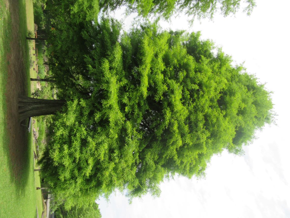 熊本市動植物園で撮影した、きれいな緑の木。