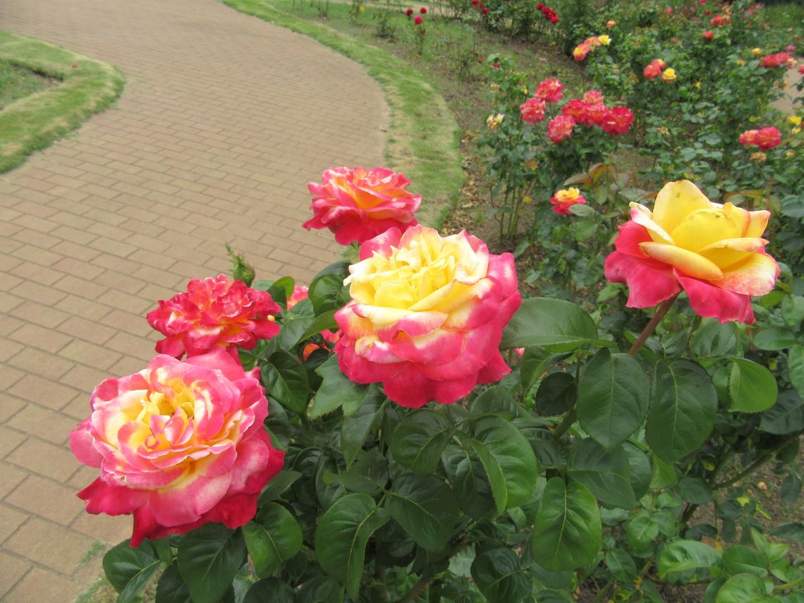 熊本市動植物園で撮影した、ピースという品種と思われるバラ。