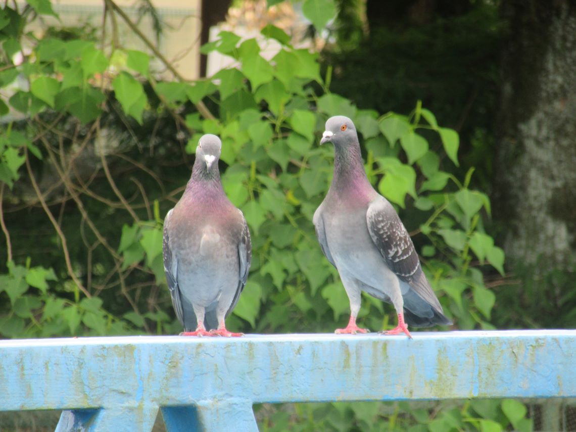 熊本市動植物園で撮影した、2羽並んだ鳩。