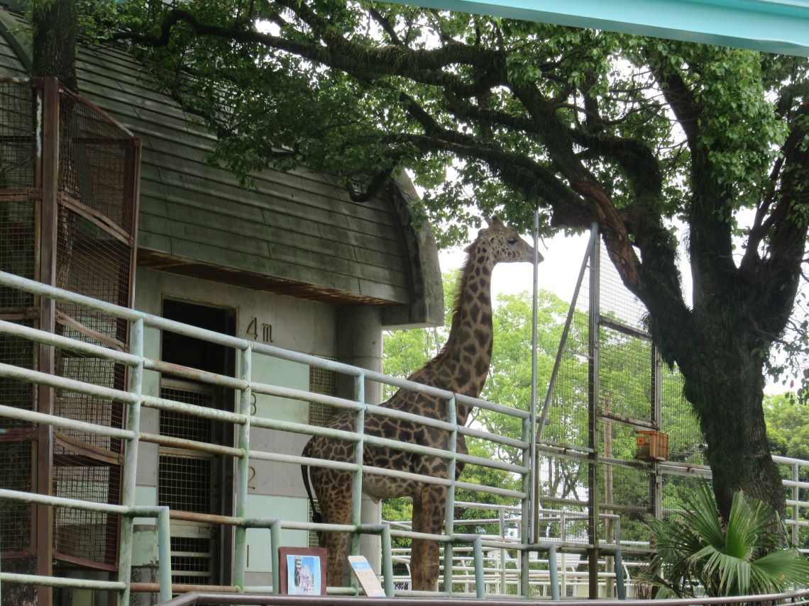 熊本市動植物園で撮影した、キリン。