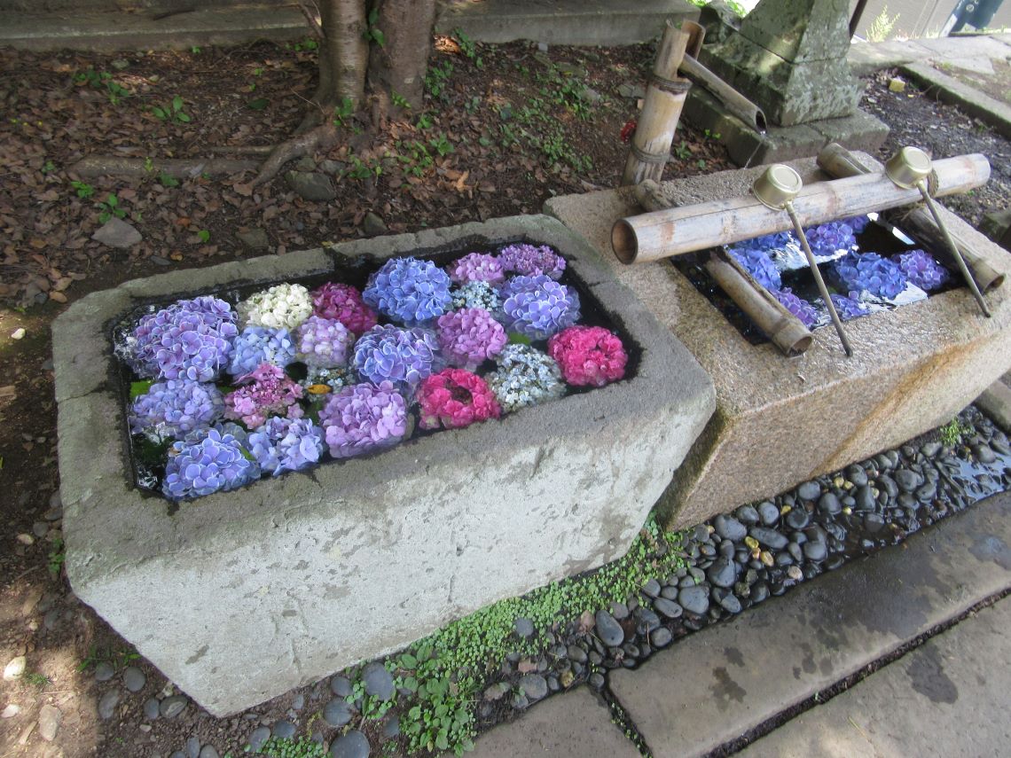 6月に長崎市の中川八幡神社で撮影した、花手水に浮かぶ紫陽花。