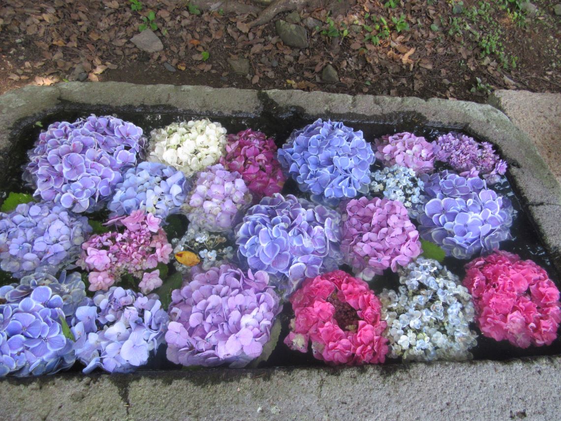 6月に長崎市の中川八幡神社で撮影した、それぞれの色があり個性がある紫陽花たち。