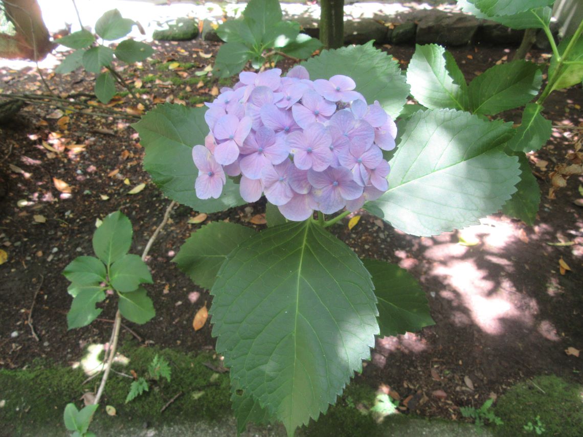 長崎市の松森天満宮で撮影した、小さめな花と大きな葉っぱの紫陽花。