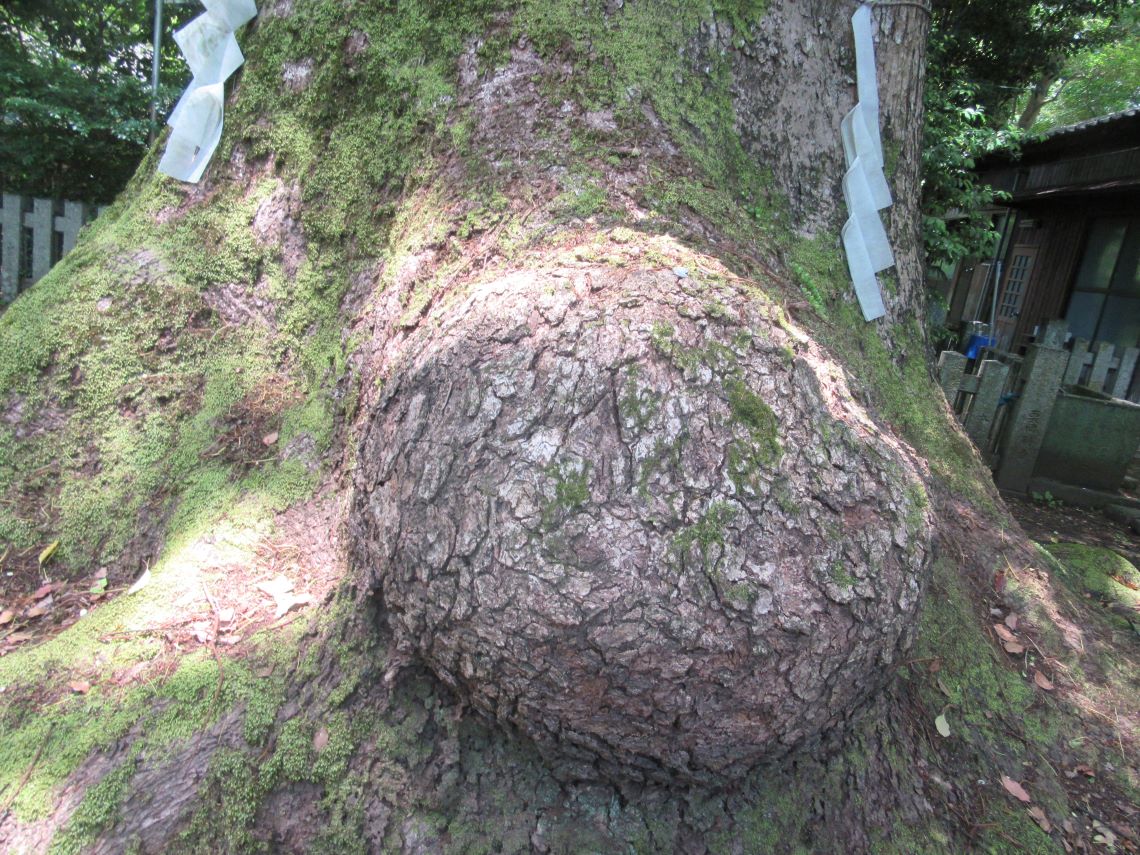 長崎市の松森天満宮で撮影した、クスノキの大きな鼻のような突起。