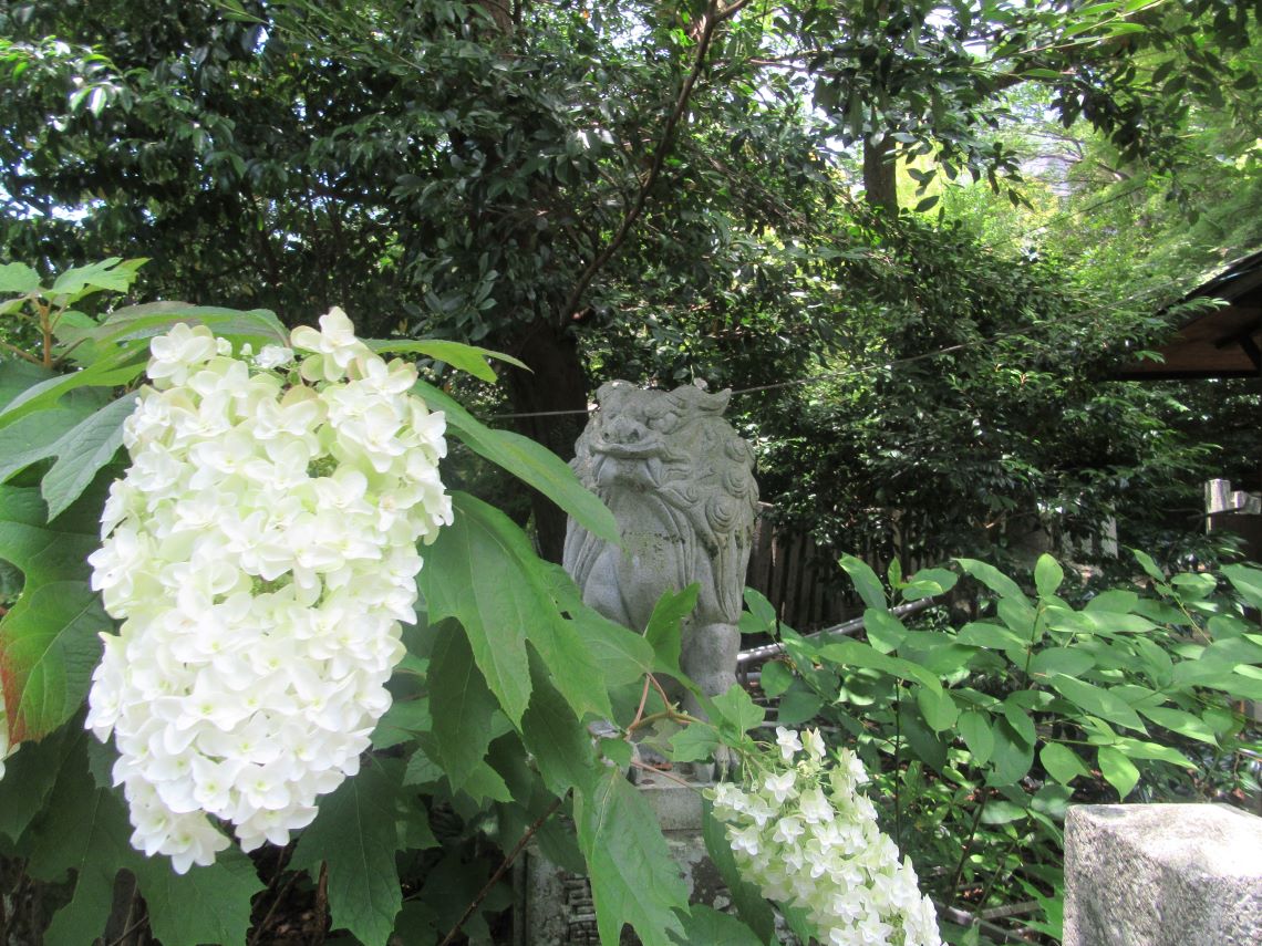 長崎市の松森天満宮で撮影した、白の紫陽花と狛犬さん。