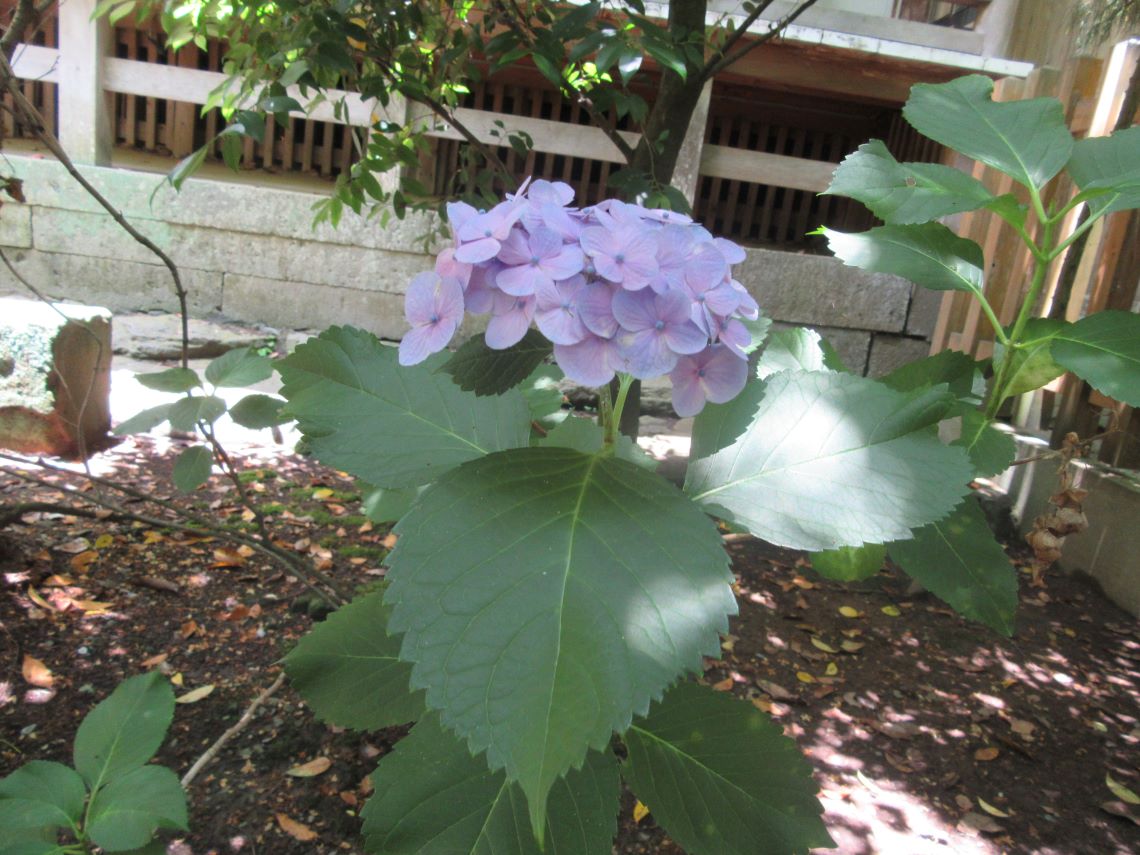 長崎市の松森天満宮で撮影した、淡い紫色の紫陽花。