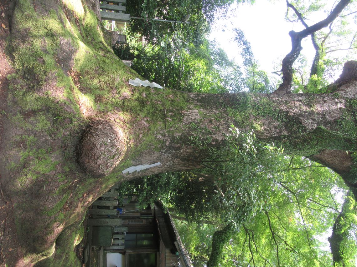 長崎市の松森天満宮で撮影した、クスノキ。