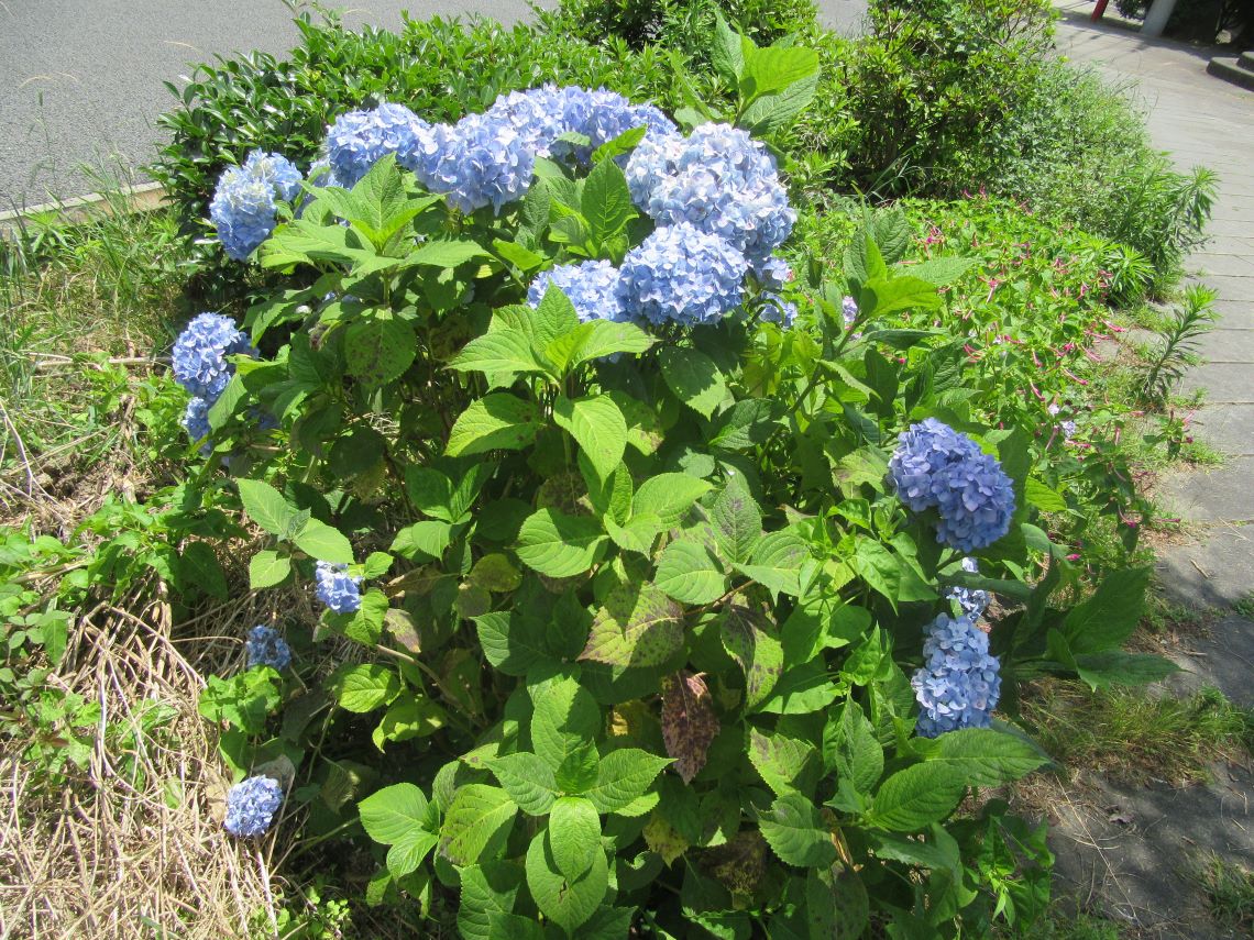 長崎市の中島川で撮影した、青い紫陽花。