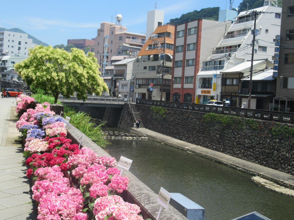 長崎市の中島川で撮影した、シマトネリコと周りの紫陽花。