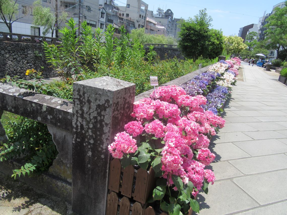 長崎市の中島川で撮影した、眼鏡橋と紫陽花たち。