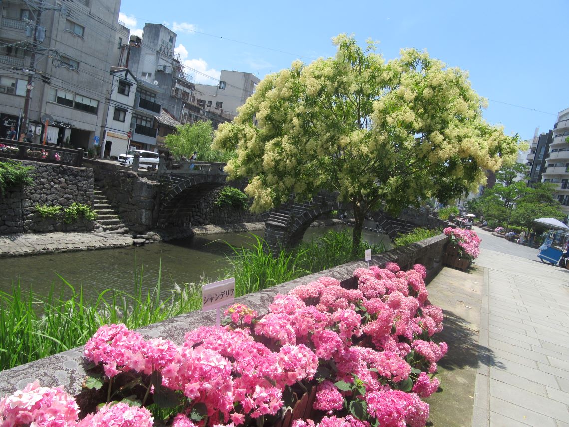 長崎市の中島川で撮影した、眼鏡橋と紫陽花とシマトネリコと思われる植物。