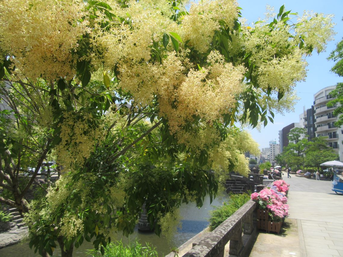 長崎市の中島川で撮影した。シマトネリコと思われる植物。