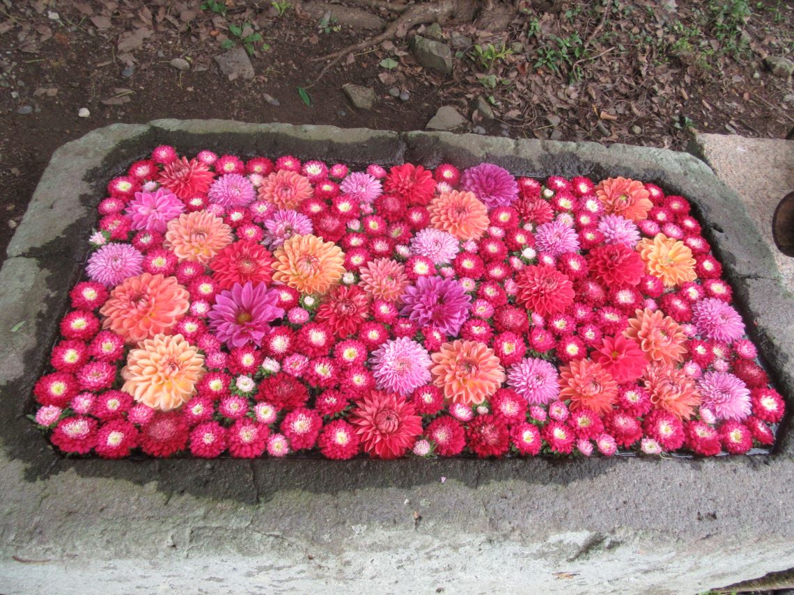 長崎市の中川八幡神社で撮影した、きれいな花手水。