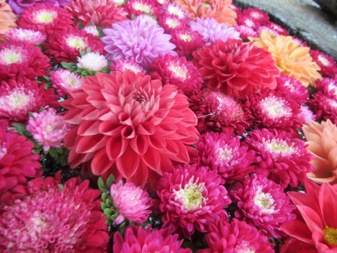 長崎市の中川八幡神社で撮影した、生命力を感じる花手水の花々。