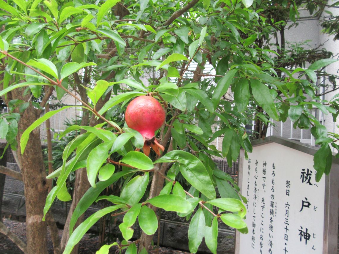 長崎市諏訪神社の祓戸神社で撮影した、ザクロの実。