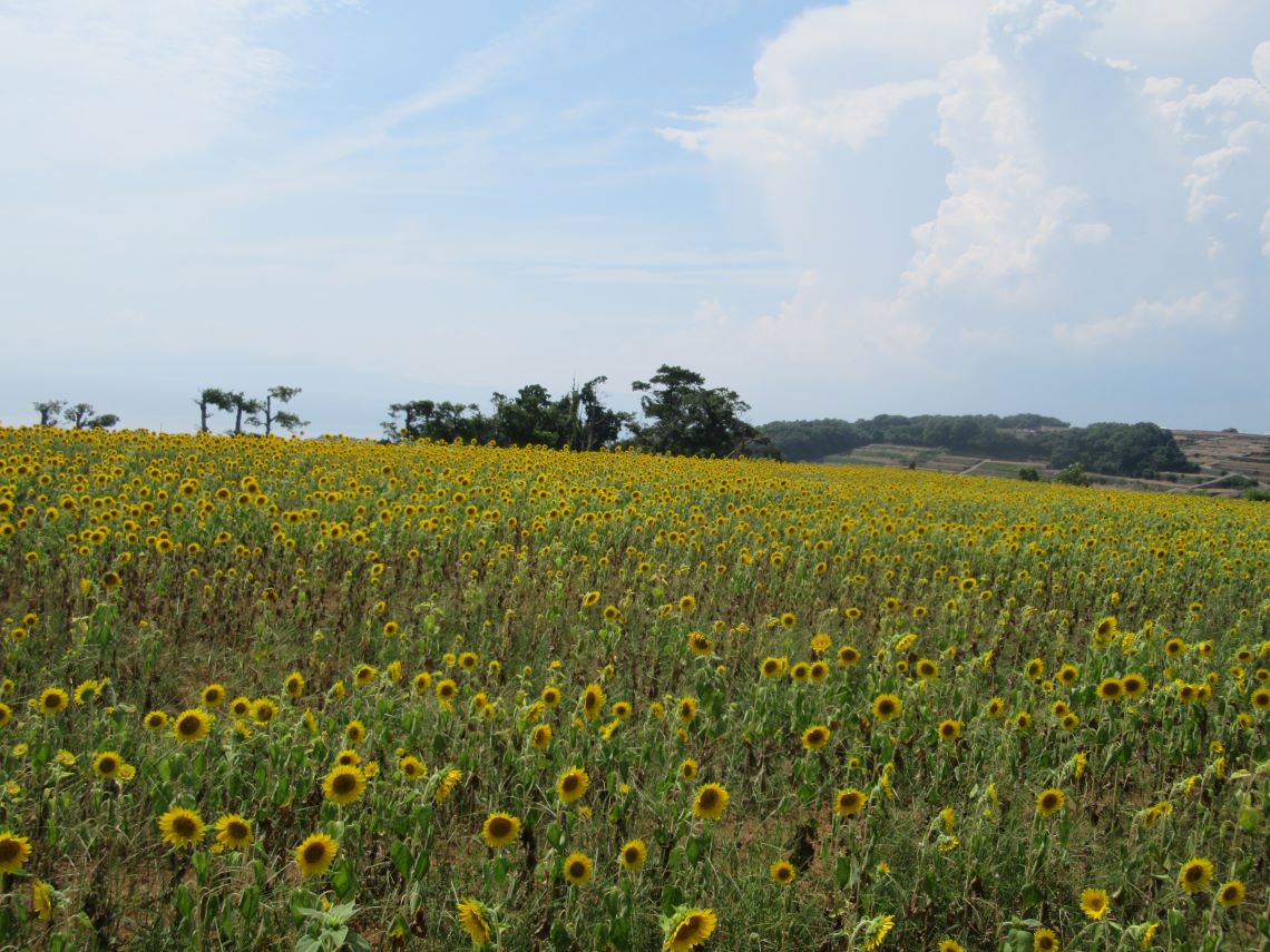 長崎県南島原市加津佐町で撮影した、ひまわり畑。