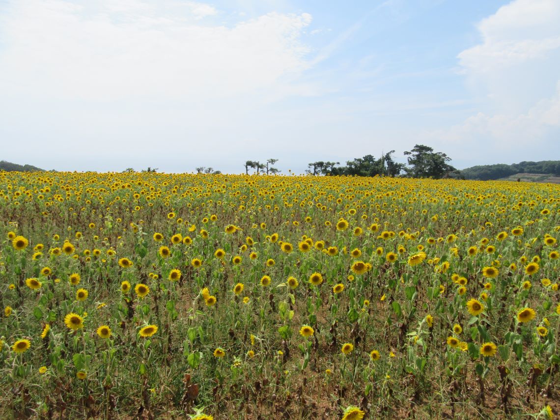 長崎県南島原市加津佐町で撮影した、たくさんのひまわりの花。