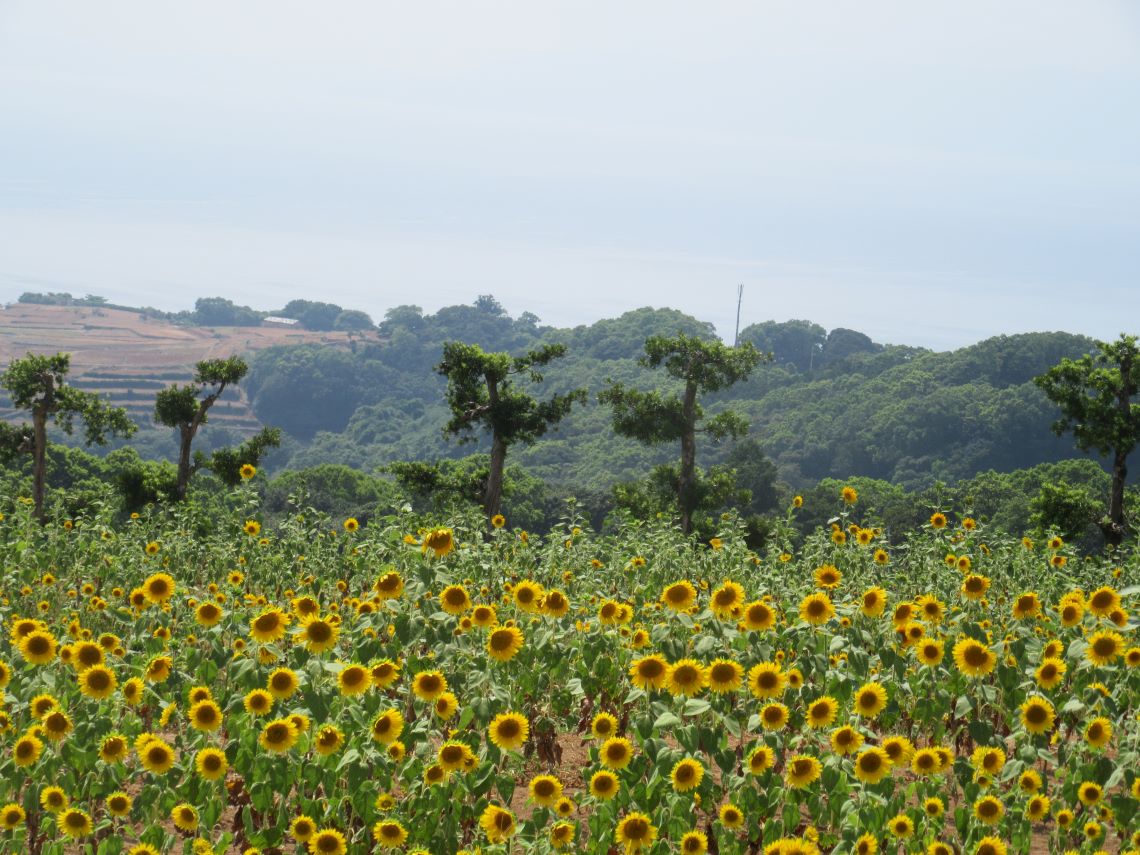 長崎県南島原市加津佐町で撮影した、ひまわり畑と赤土による棚畑。