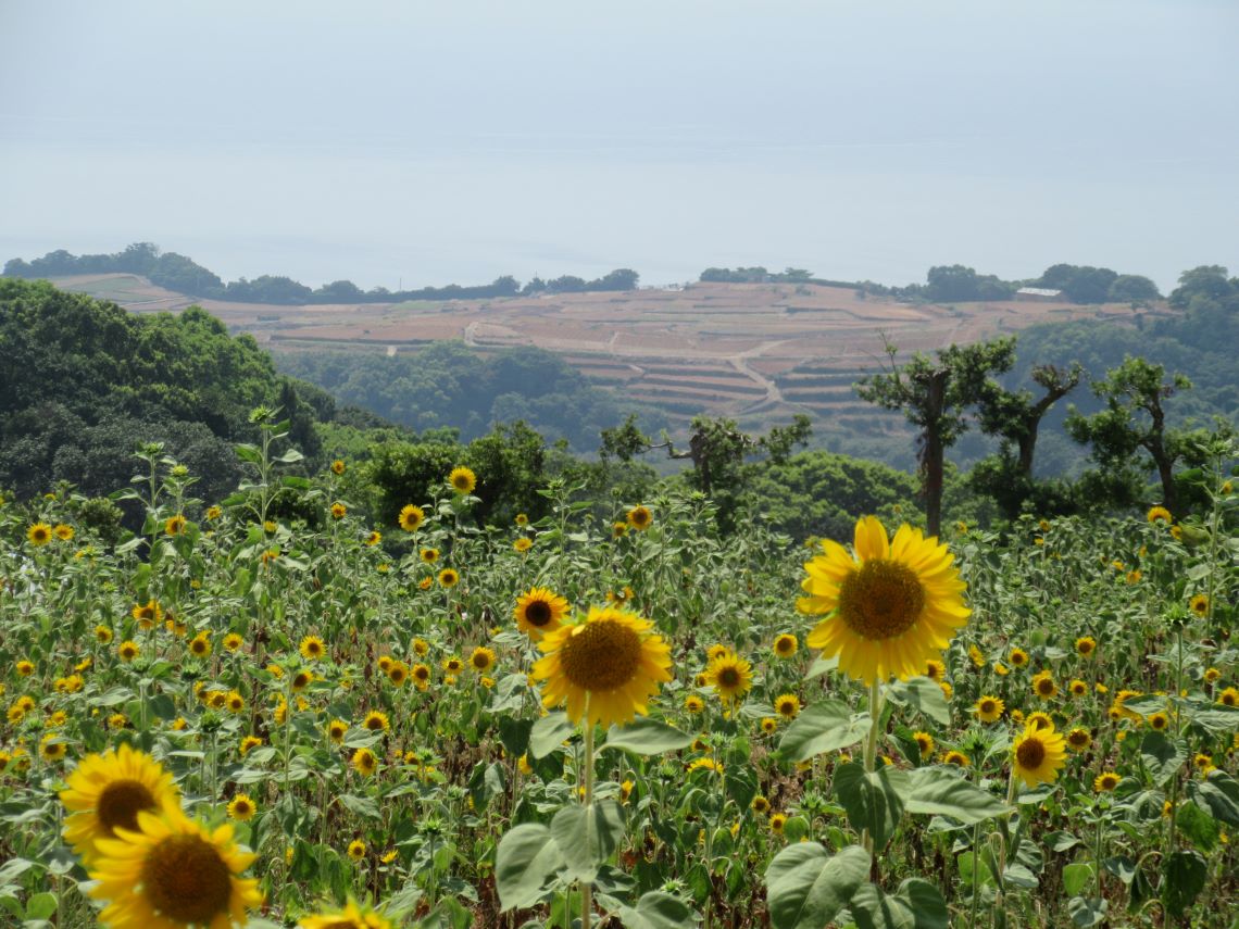 長崎県南島原市加津佐町で撮影した、夏を感じるひまわり畑。