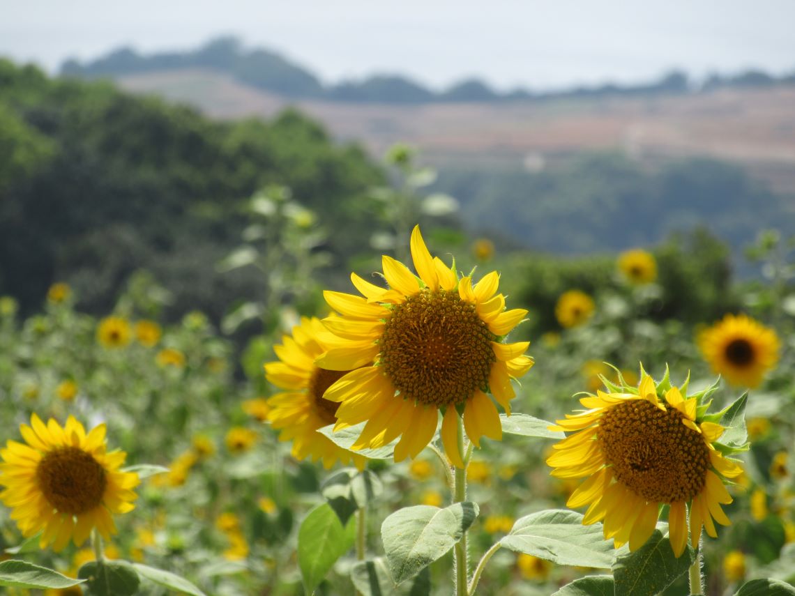 長崎県南島原市加津佐町で撮影した、暑さを吹き飛ばすほどきれいなひまわり。