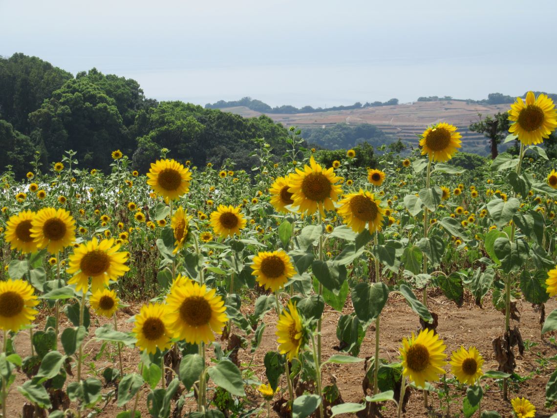 長崎県南島原市加津佐町で撮影した、まるで笑顔でいるようなひまわりたち。