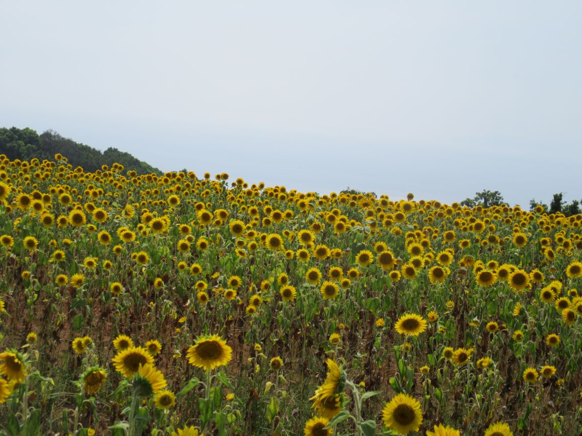 長崎県南島原市加津佐町で撮影した、様々な花が咲いているひまわり畑。