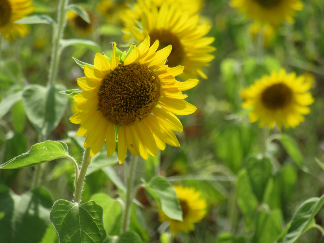 長崎県南島原市加津佐町で撮影した、ひまわりの花。