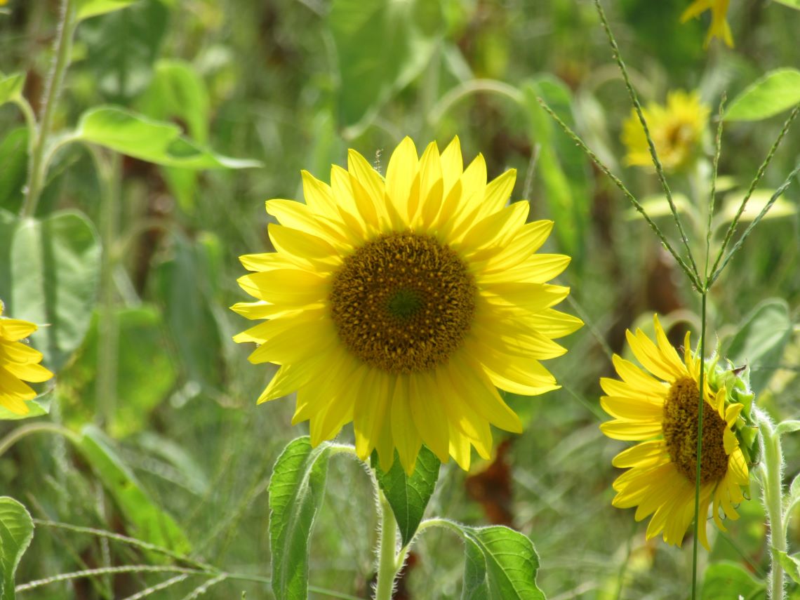 長崎県南島原市加津佐町で撮影した、中心が緑色になっているひまわりの花。