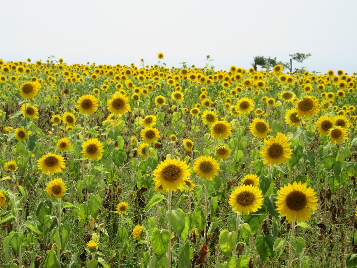 長崎県南島原市加津佐町で撮影した、それぞれの花に個性があるひまわり畑。