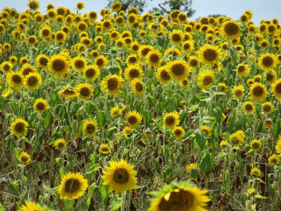 長崎県南島原市加津佐町で撮影した、数多くのひまわりの花。