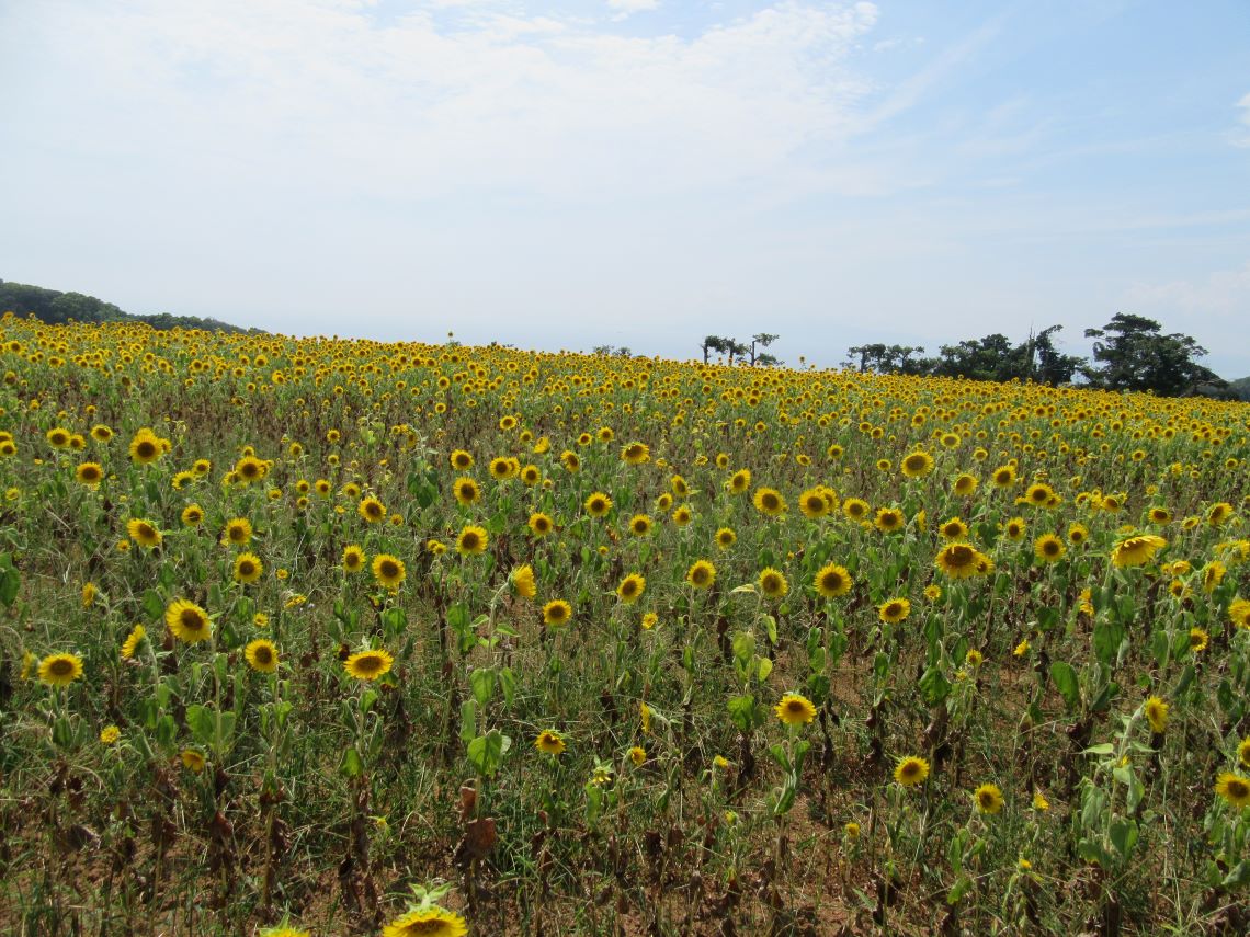 長崎県南島原市加津佐町で撮影した、奥が見えにくいひまわり畑。