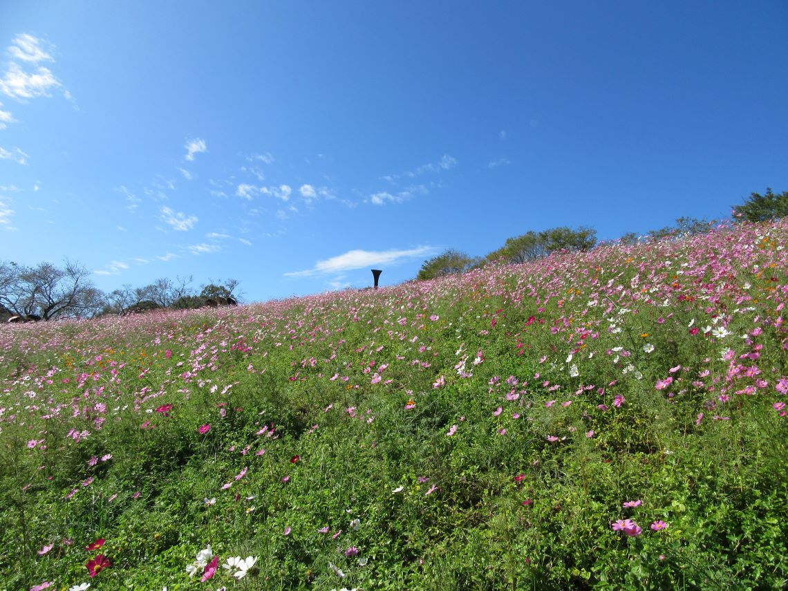 長崎県諫早市の白木峰高原で撮影した、コスモスと秋の青空。