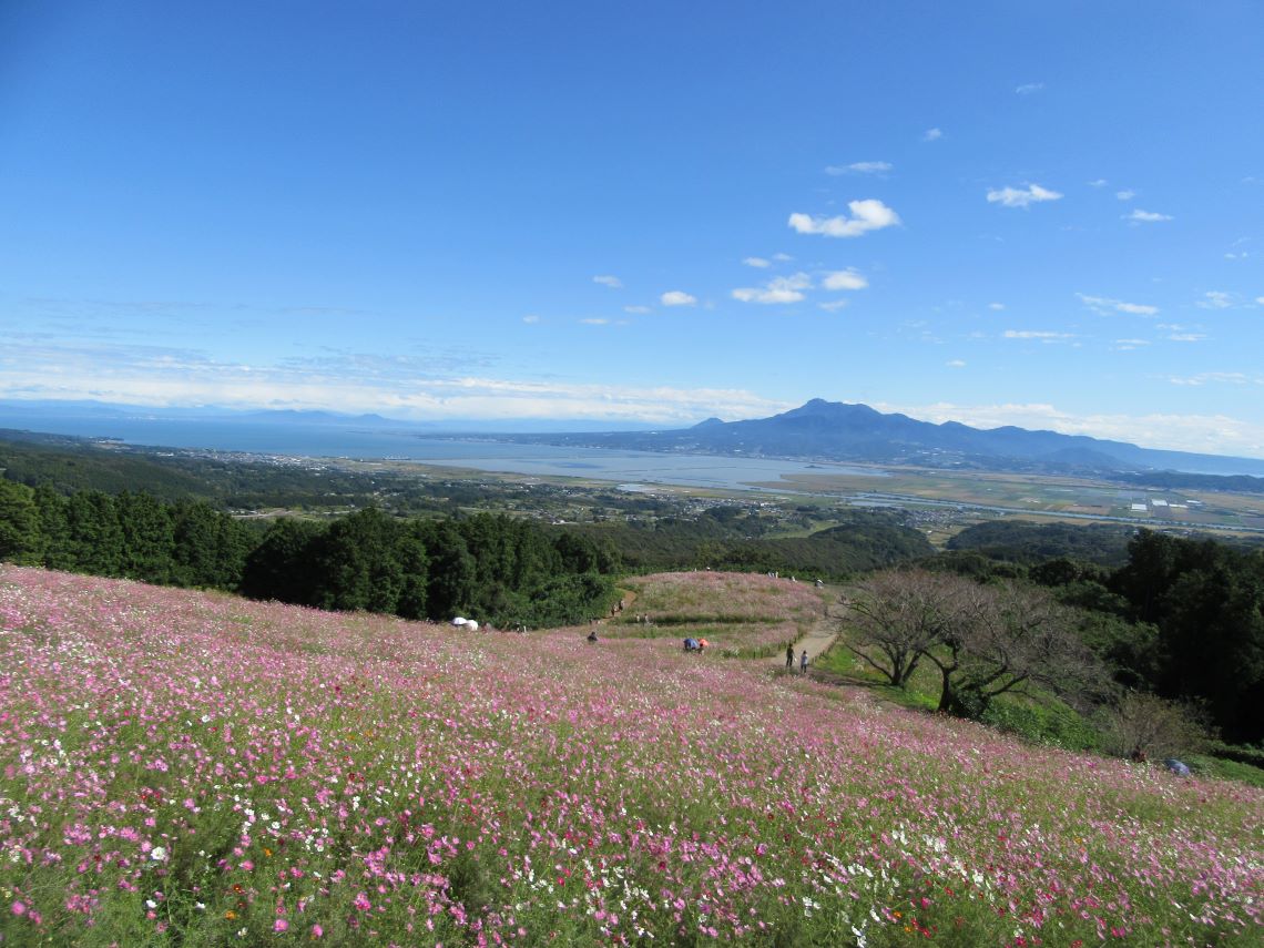 長崎県諫早市の白木峰高原で撮影した、コスモスと遠くに見える山。