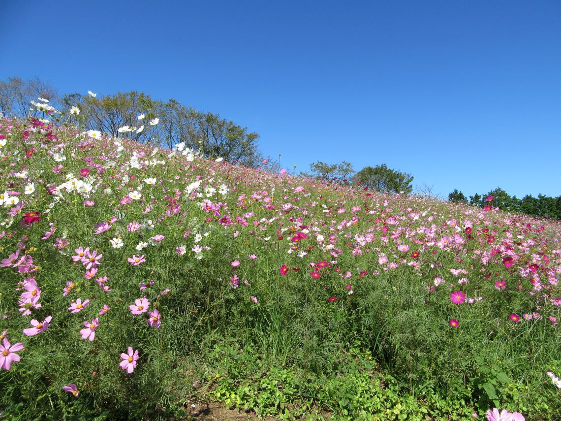 長崎県諫早市の白木峰高原で撮影した、いろいろな色のコスモス。