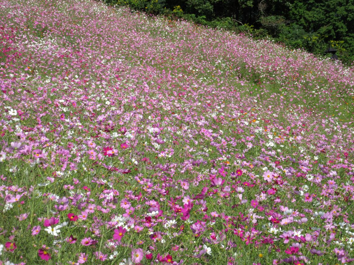 長崎県諫早市の白木峰高原で撮影した、まるで芸術作品のようなコスモスたち。