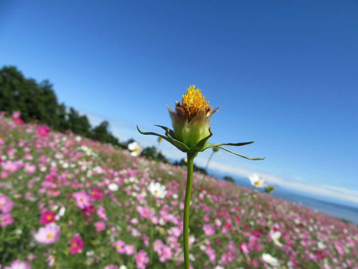 長崎県諫早市の白木峰高原で撮影したコスモスの蕾。