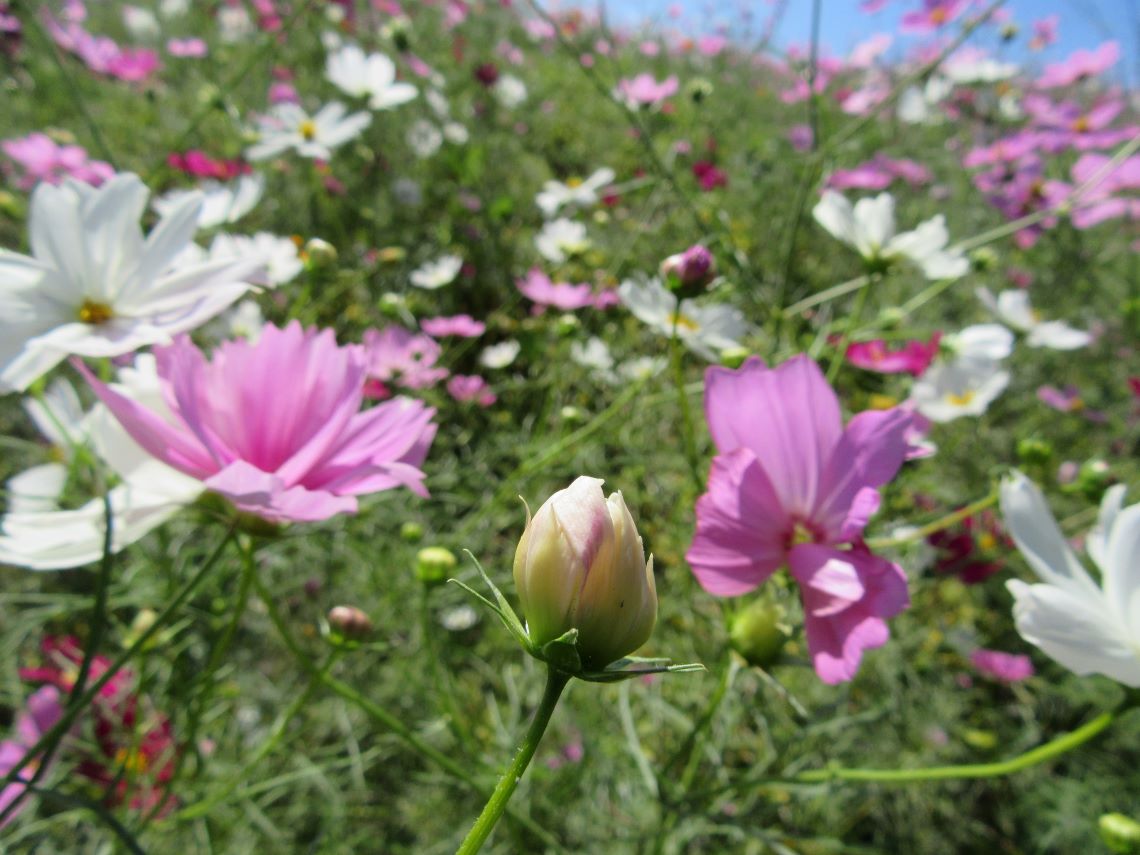 長崎県諫早市の白木峰高原で撮影した、生き生きとした蕾。