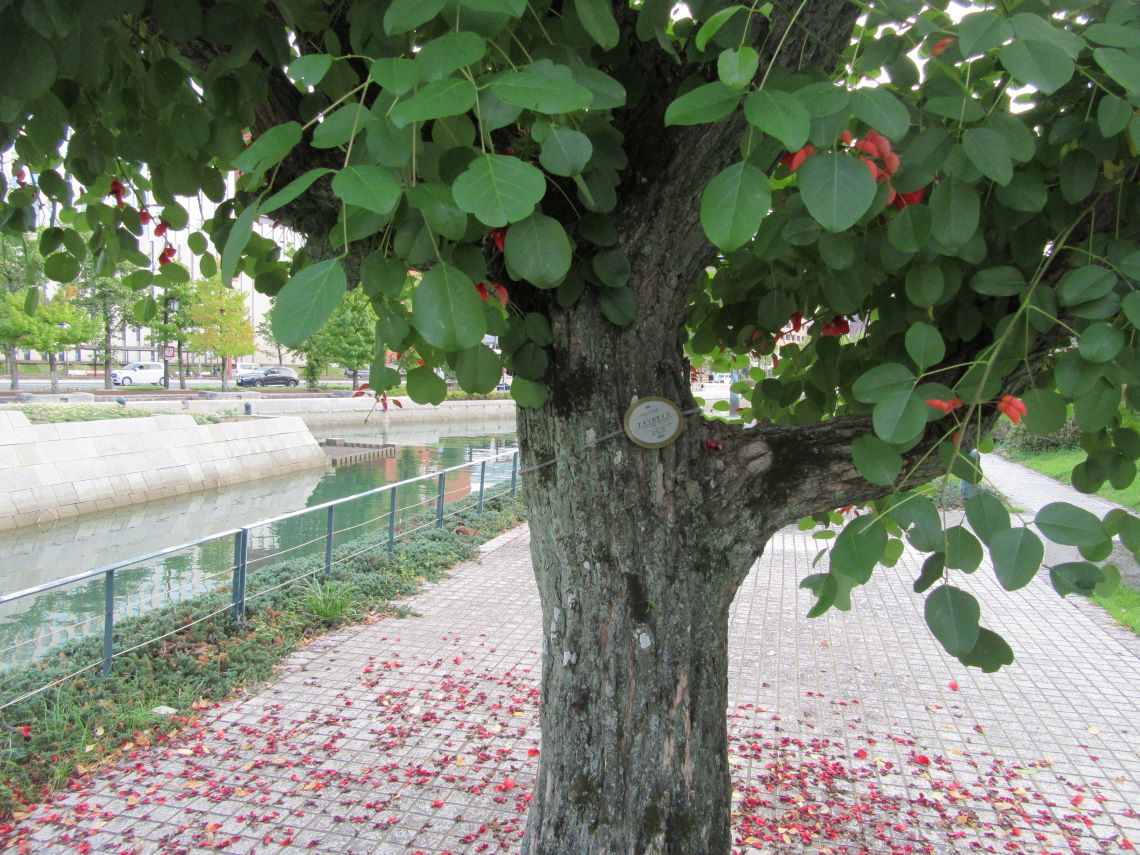 秋の長崎市の長崎水辺の森公園で撮影した、アメリカデイゴの木。