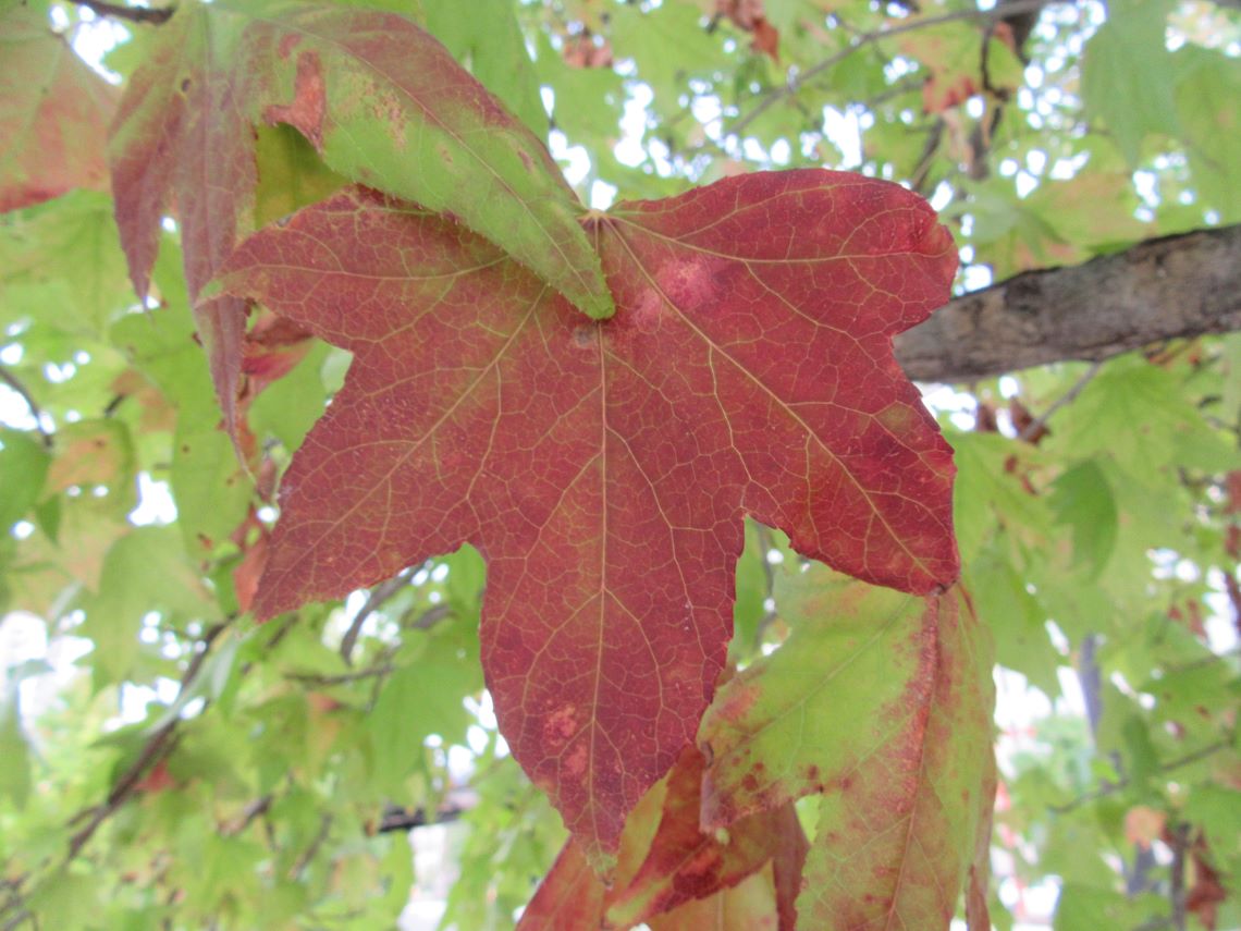 秋の長崎市の長崎水辺の森公園で撮影した、紅葉。