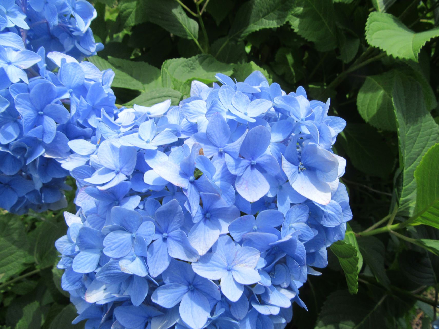 長崎市中島川沿いに咲く、青いあじさい。