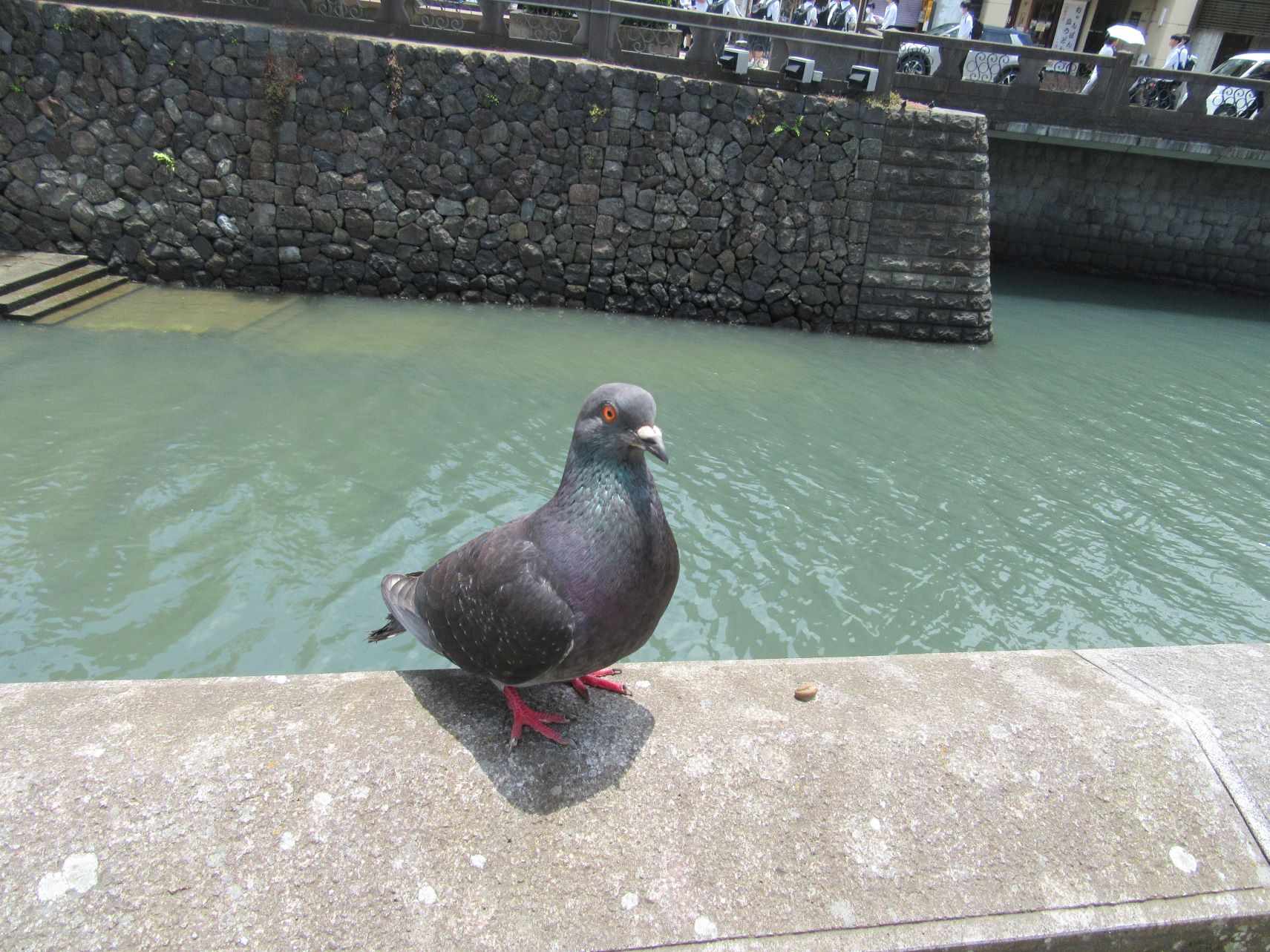 長崎市の眼鏡橋周辺の、機嫌が良さそうな鳩。