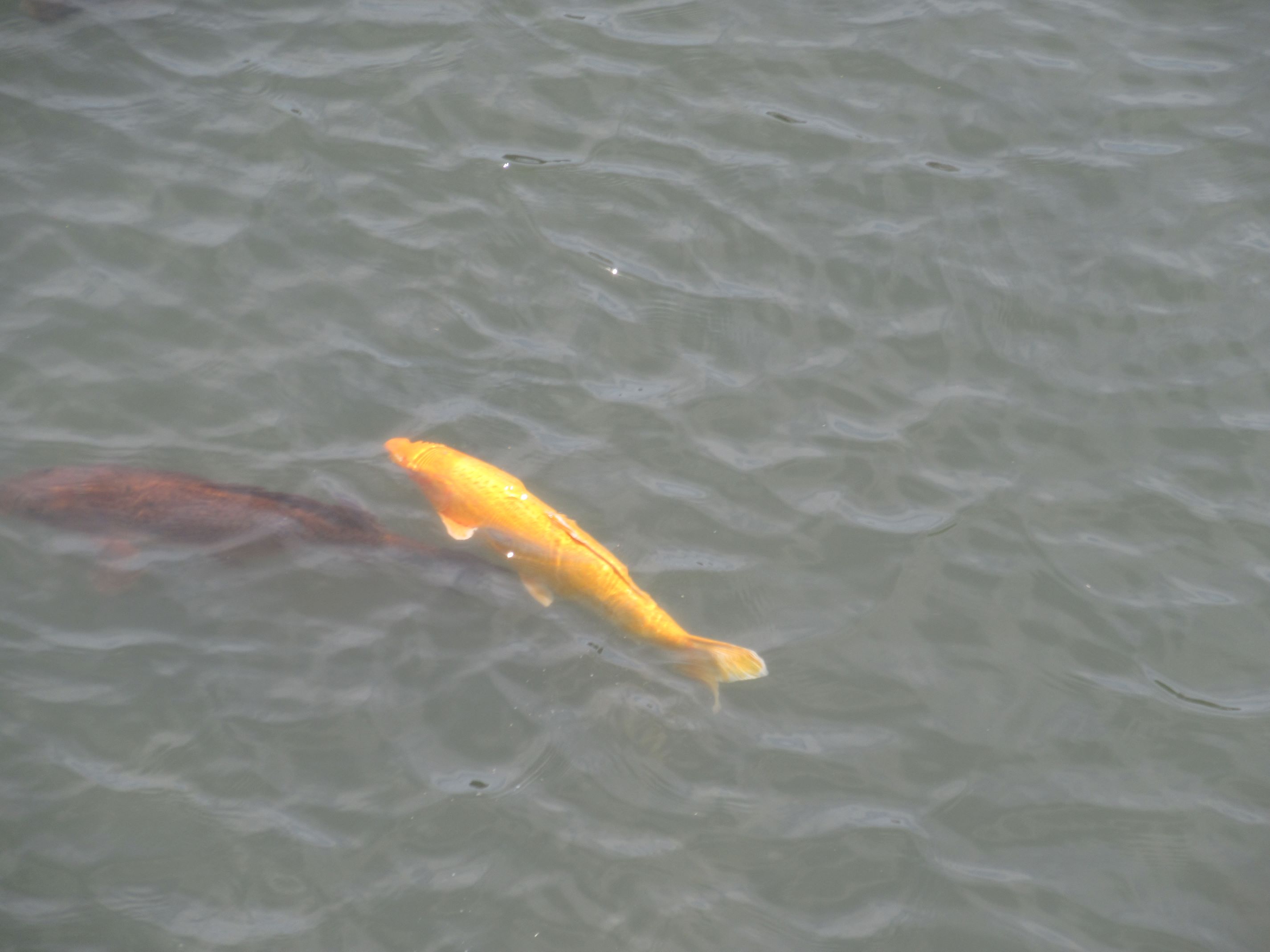 長崎市の眼鏡橋周辺にいた、金色の鯉。