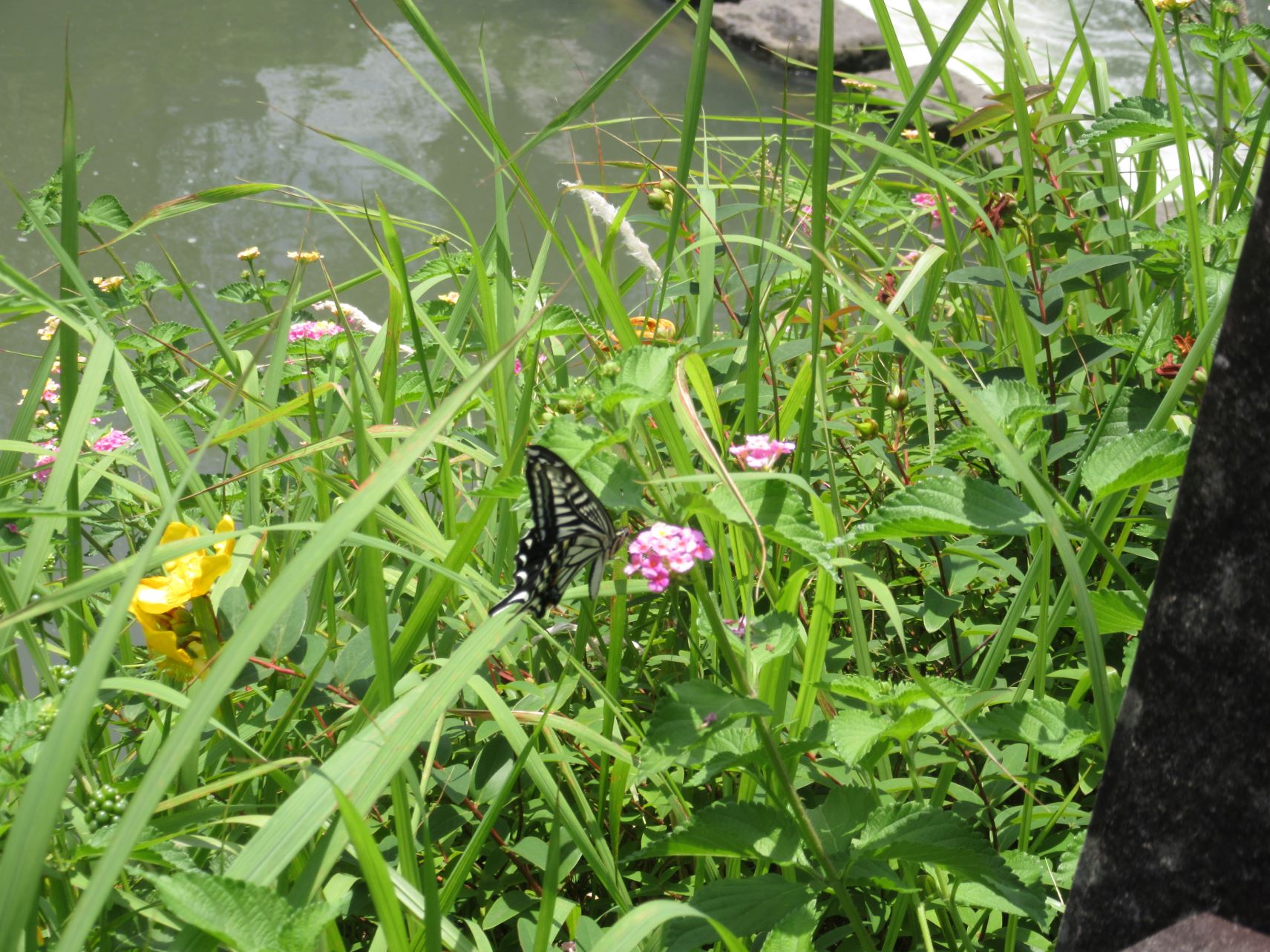 長崎市中島川沿いに咲く花に止まる、アゲハチョウ。